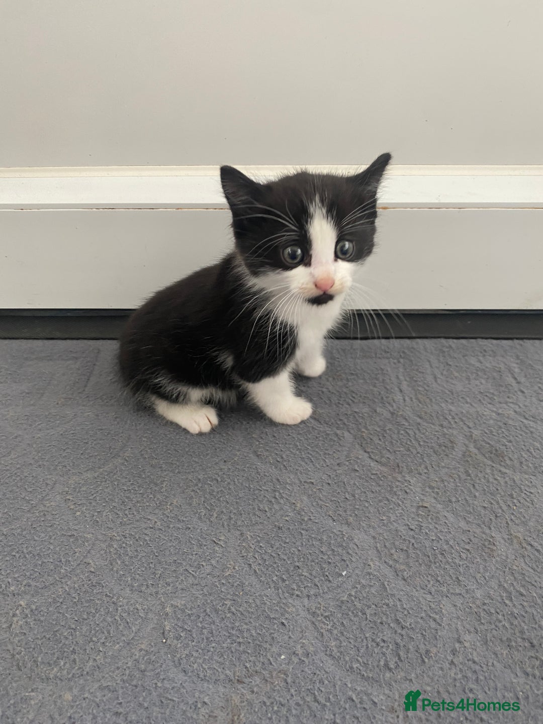 Mixed Breed cats for sale: Beautiful kittens ready now  - Image 2
