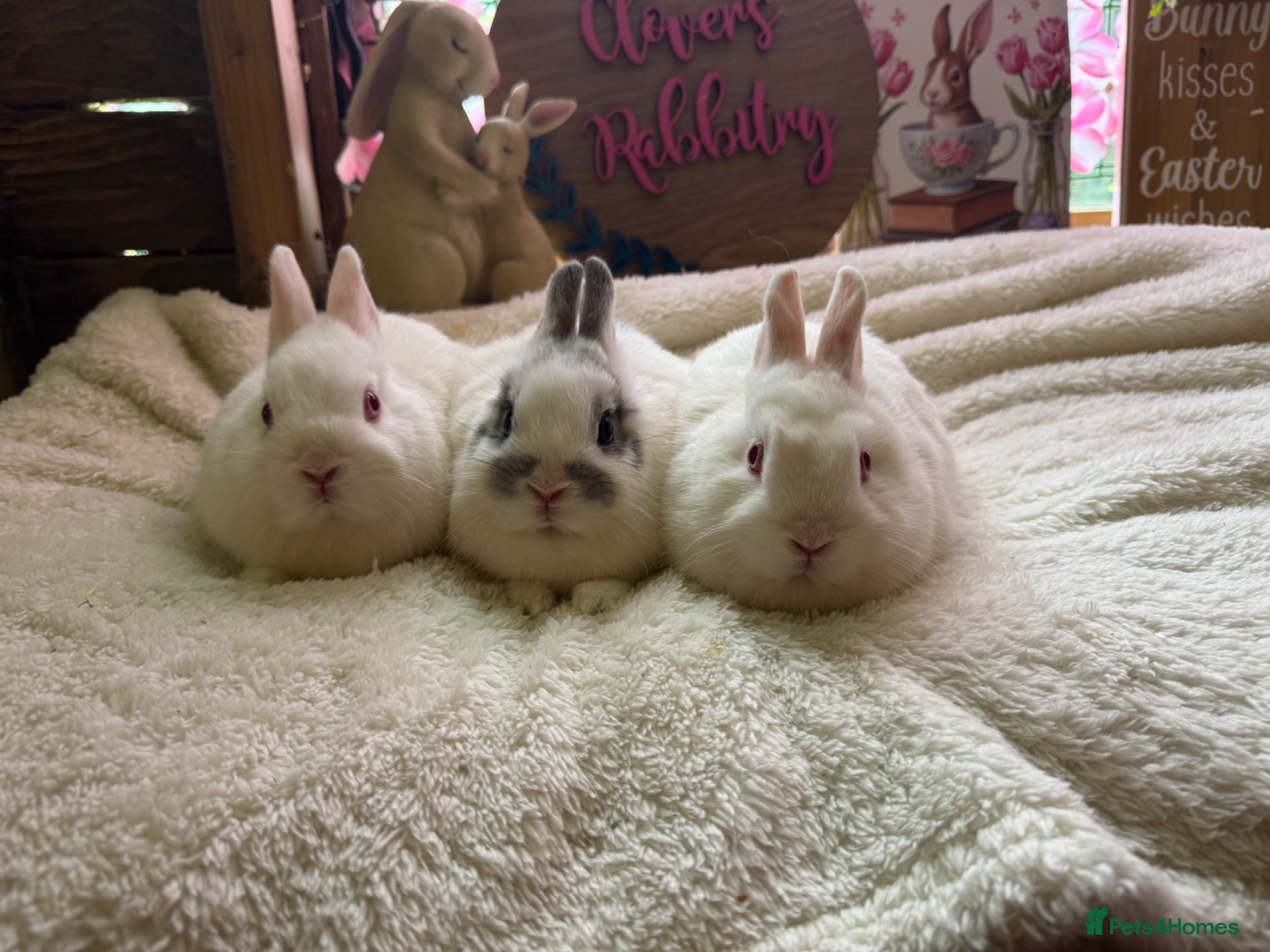 Netherland Dwarf rabbits Pedigree Neverland girls and boys available  - Advert 18