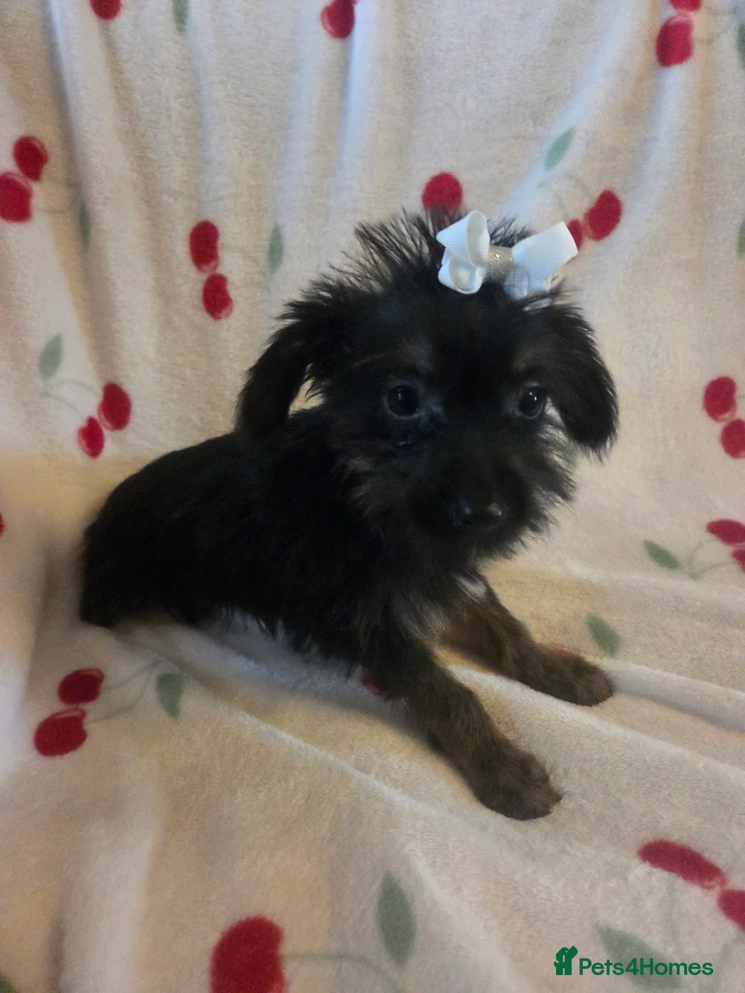 Mixed Breed dogs for sale: Yorkshireterrier xjackrussell  - Advert 5