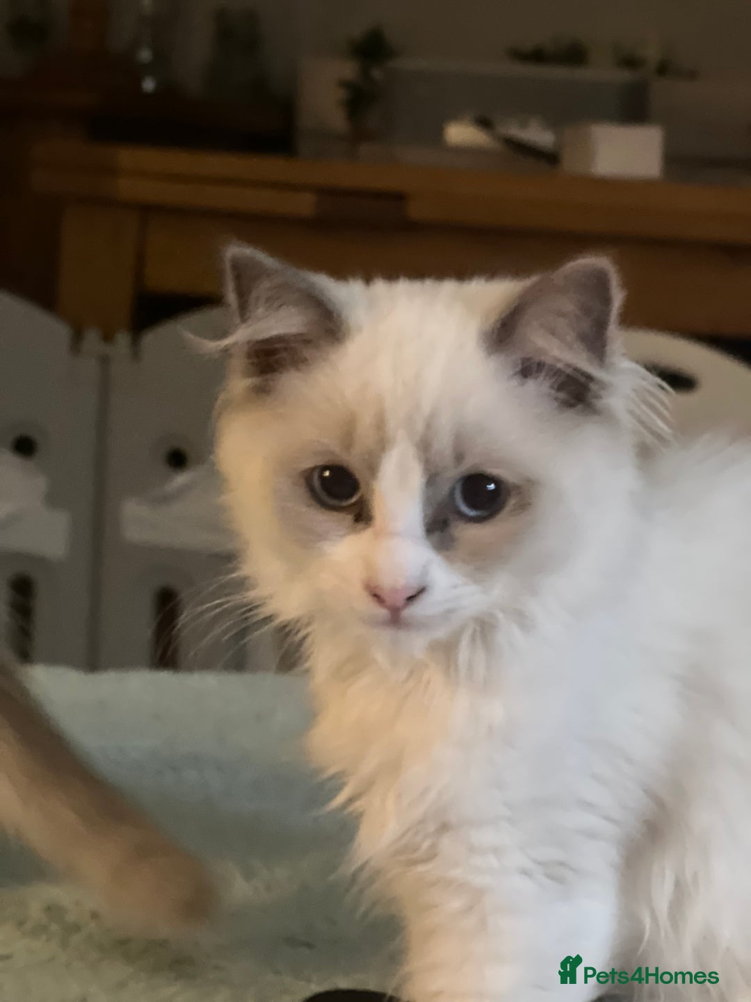 Ragdoll cats for sale: Ragdoll kittens Blue, Lilac & flame or blue/seal - Image 18