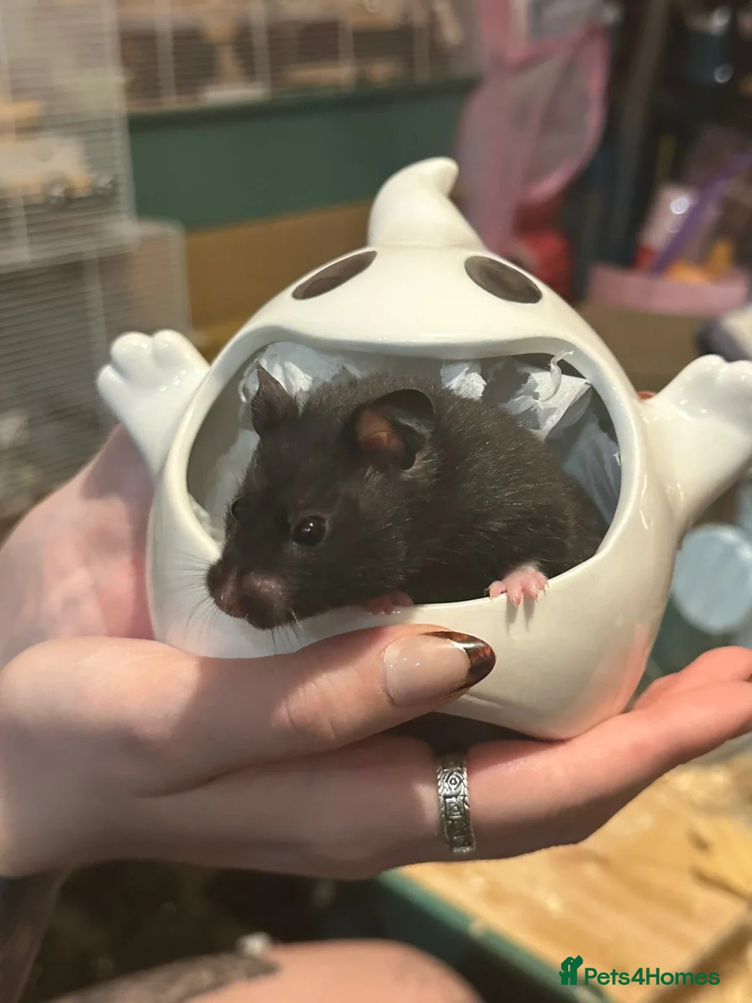 Hamster rodents for sale: 4 Hamsters for sale in Shrewsbury - Advert 4