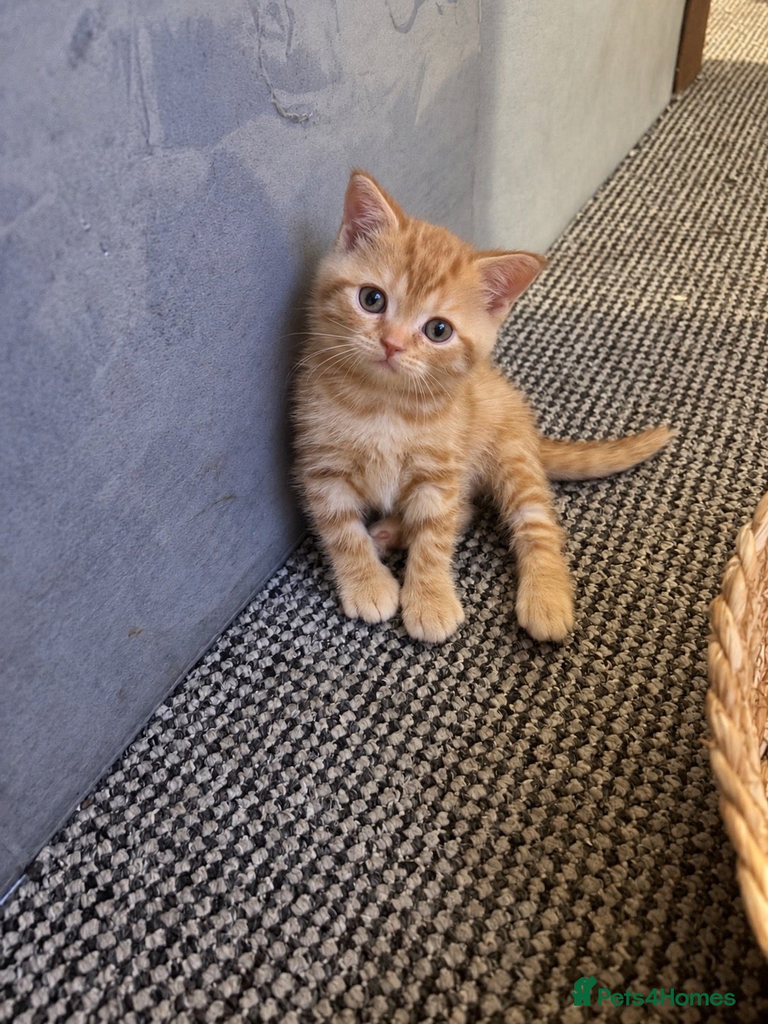 British Shorthair cats British shorthair kittens looking new home ❤️❤️❤️ - Advert 2