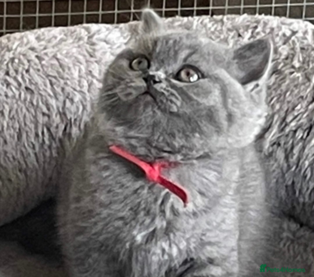 British Shorthair cats for sale: Beautiful GCCF British Shorthair’s  - Image 5