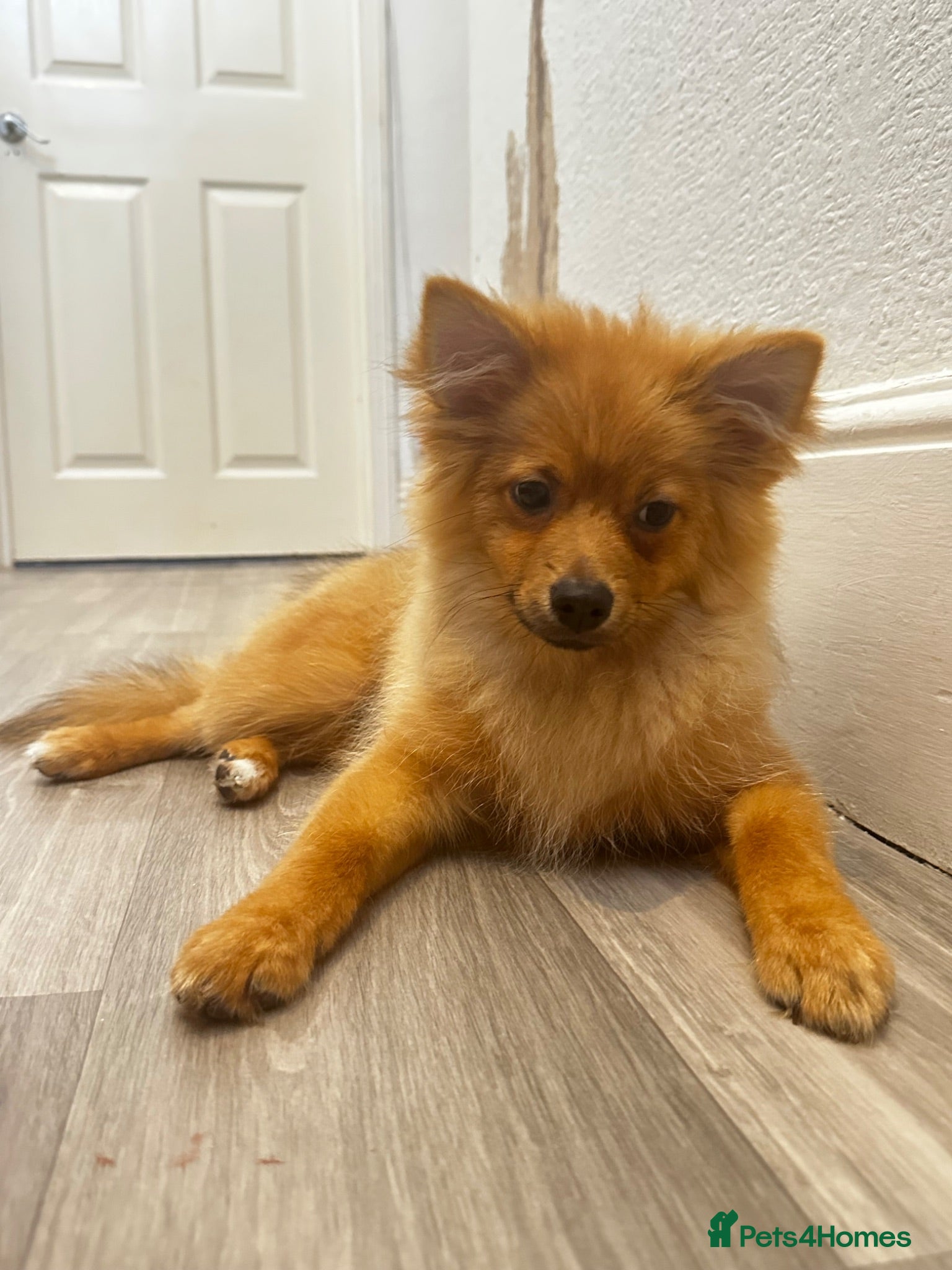 Pomeranian dogs Boy Pomeranian Puppy  - Advert 2