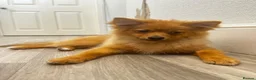Pomeranian dogs for sale: Boy Pomeranian Puppy  - Advert 1