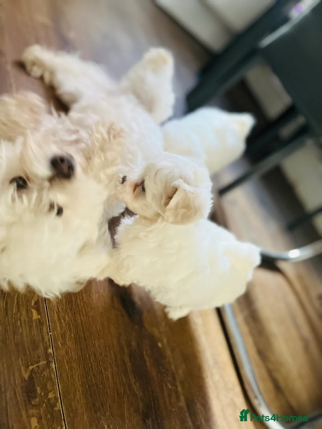 Maltese dogs for sale: Maltese puppies  - Advert 9