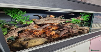 Snake reptiles - Advert 4