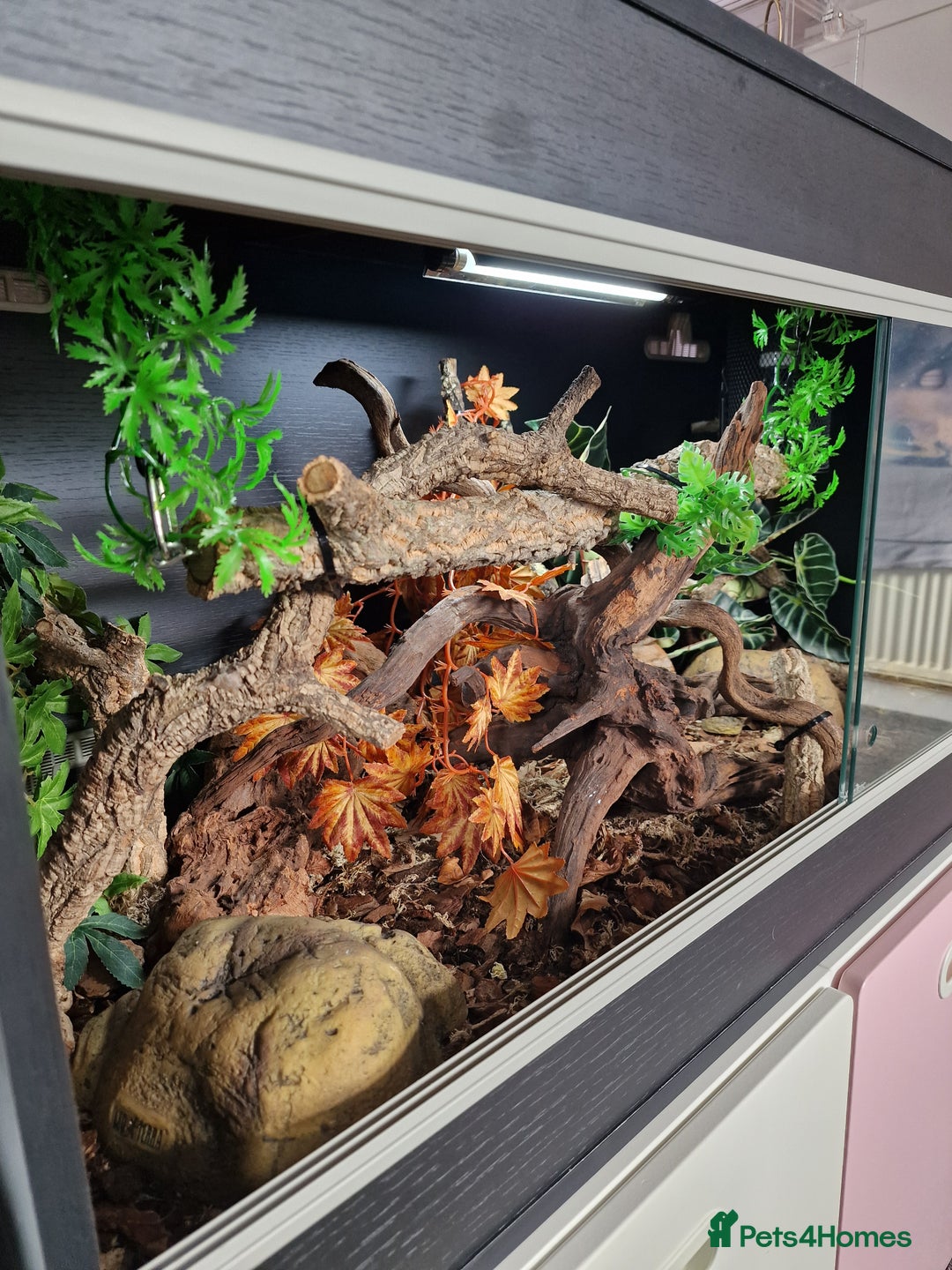 Snake reptiles for sale: 9 month old royal python plus complete set up - Image 3