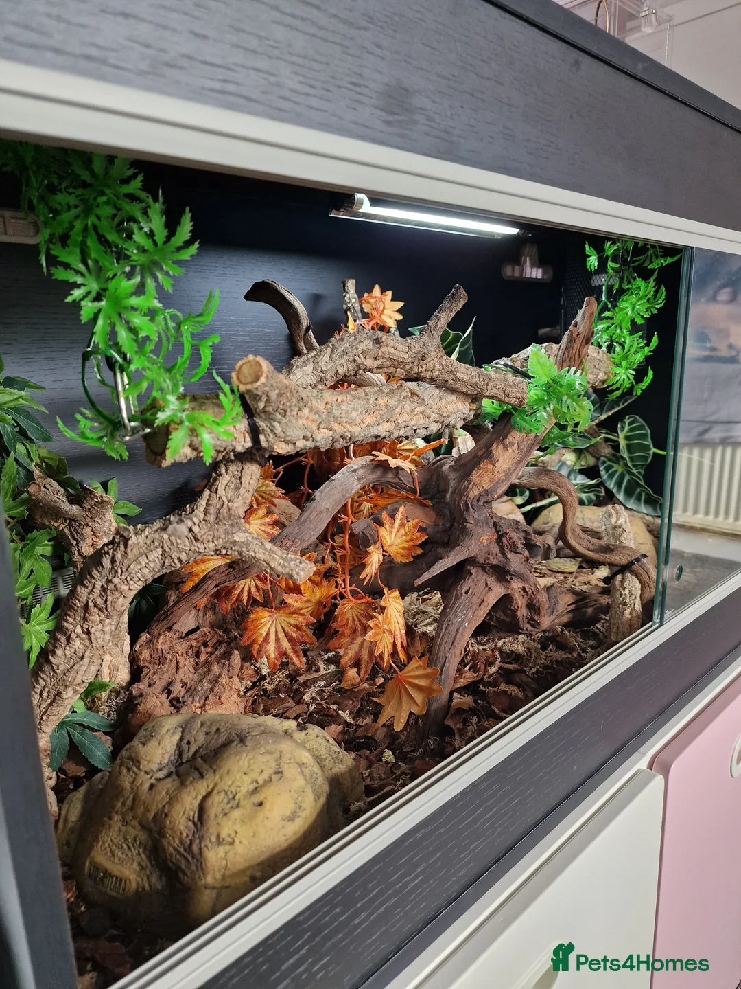 Snake reptiles for sale: 15 month old royal python plus complete set up - Advert 3