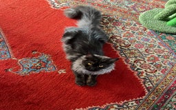 Maine Coon cats for sale: Now sold. TICA black smoke boy looking for a home - Image 2
