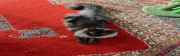 Maine Coon cats for sale: Now sold. TICA black smoke boy looking for a home - Advert 2