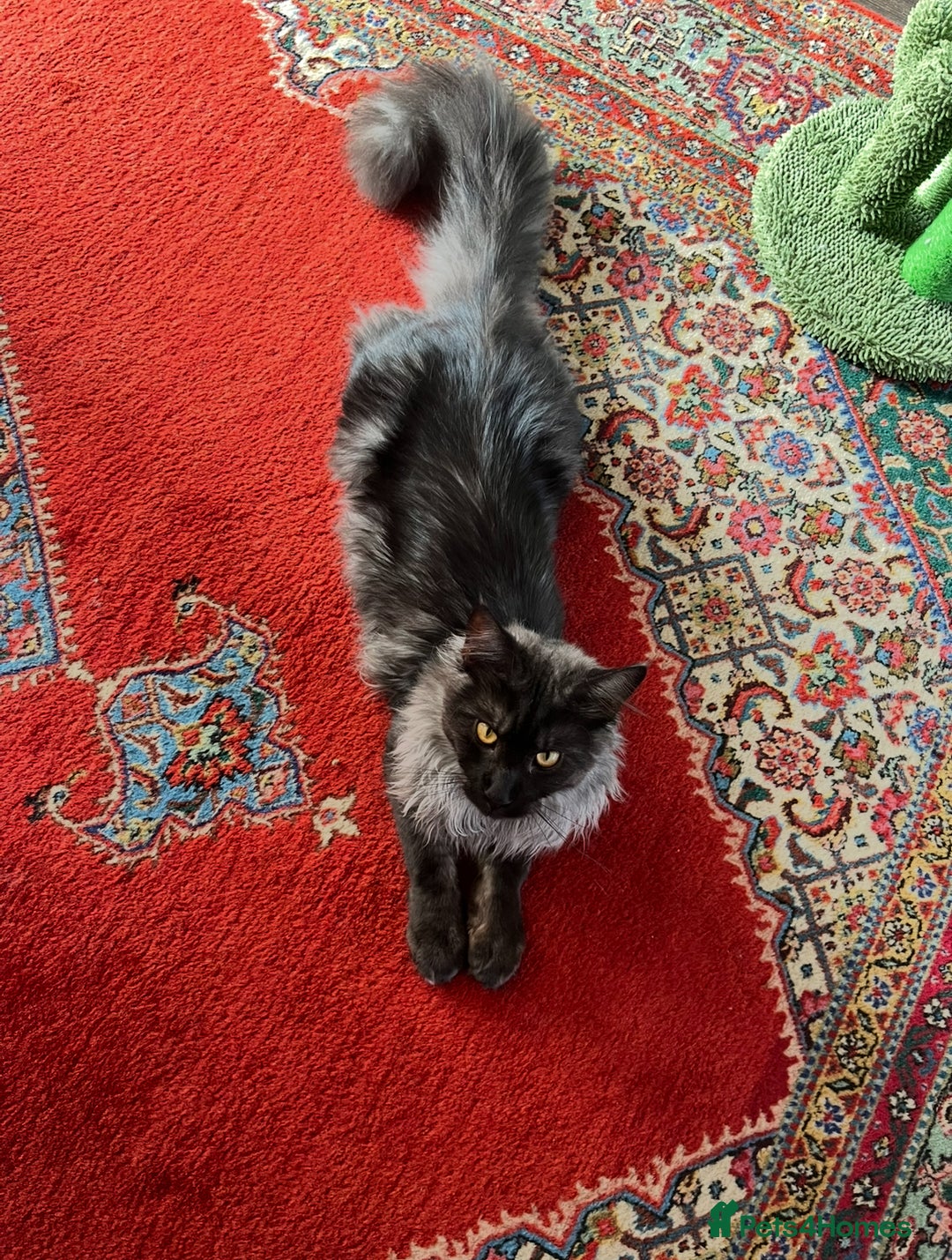 Maine Coon cats for sale: Now sold. TICA black smoke boy looking for a home - Image 2