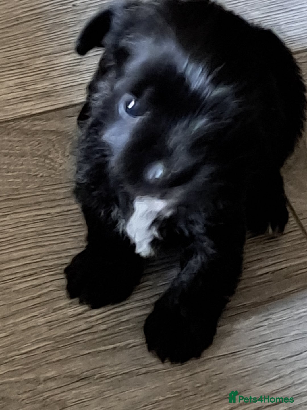 Mixed Breed dogs for sale: Miniature mix breed puppies  - Image 8