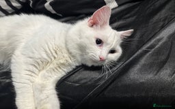 Persian cats for sale: Sell post - Image 1