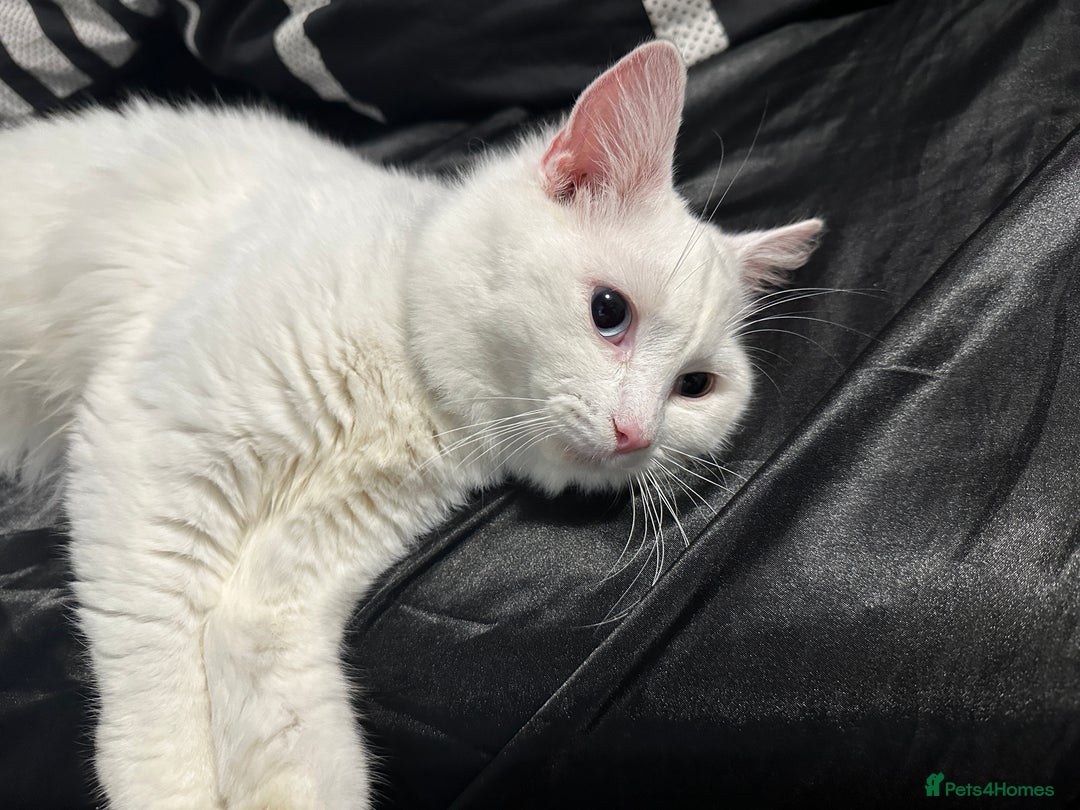 Persian cats for sale: Sell post - Image 1