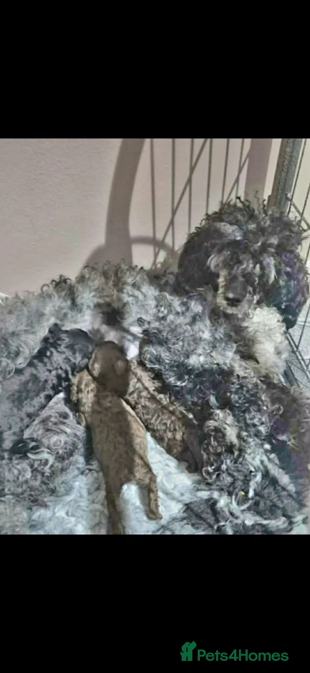 Toy Poodle dogs for sale: Black male toy poodle - Advert 2