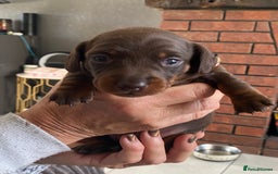 Miniature Dachshund dogs for sale: Smooth Coat Mini Dachshund - Image 2