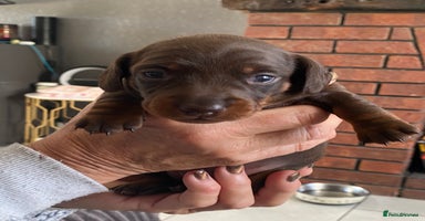 Miniature Dachshund dogs - Advert 9
