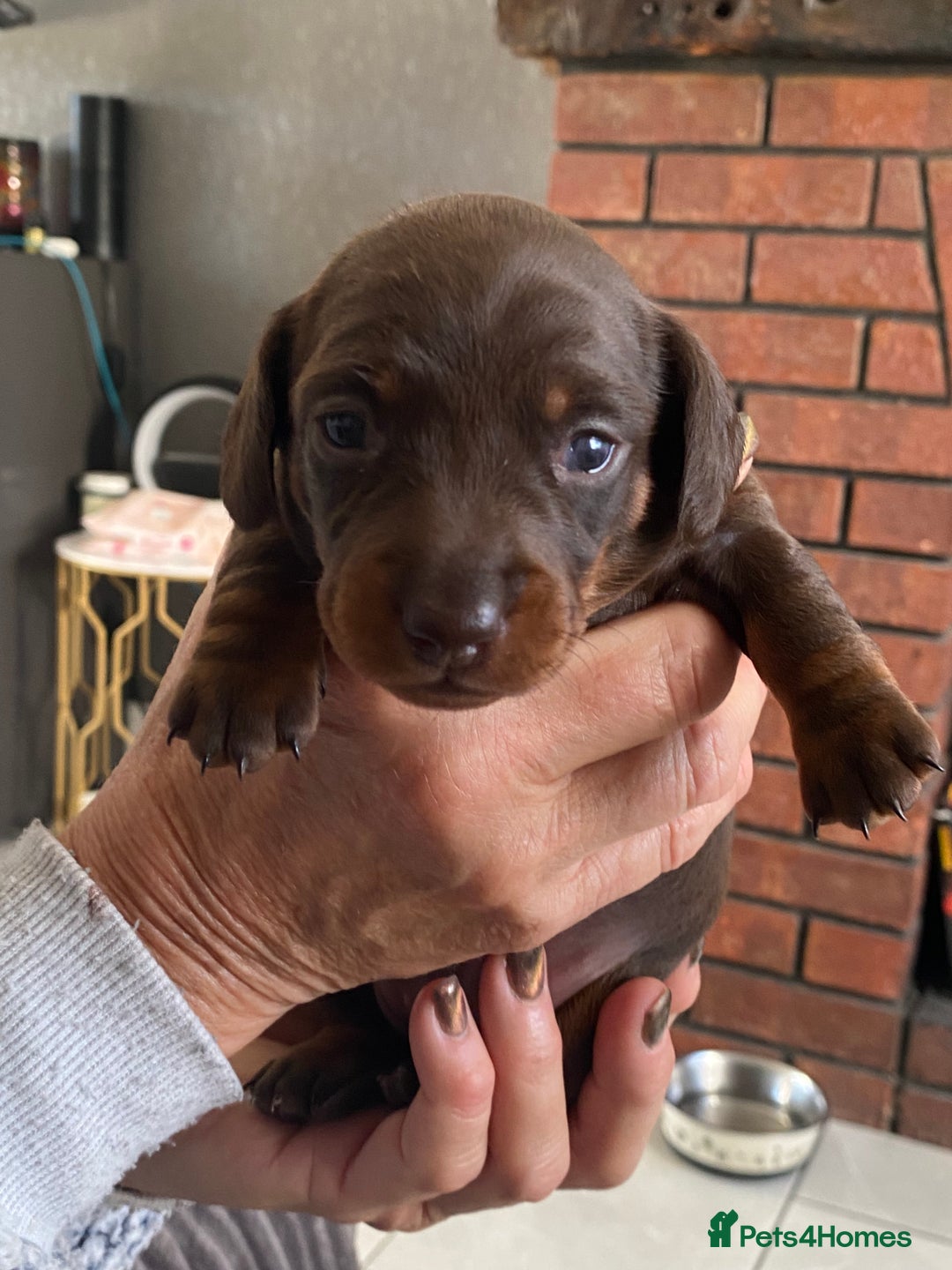 Miniature Dachshund dogs for sale: Smooth Coat Mini Dachshund - Image 2