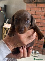 Miniature Dachshund dogs - Advert 2