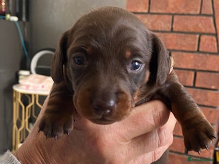 Miniature Dachshund dogs Smooth Coat Mini Dachshund - Advert 7