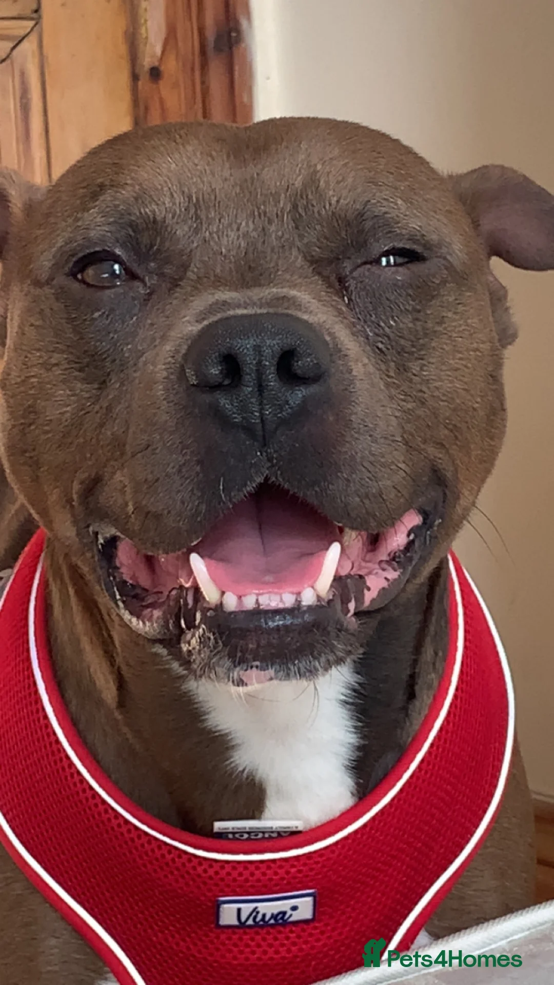 Mixed Breed dogs for sale: Charlie needs a home asap in Plymouth - Advert 1