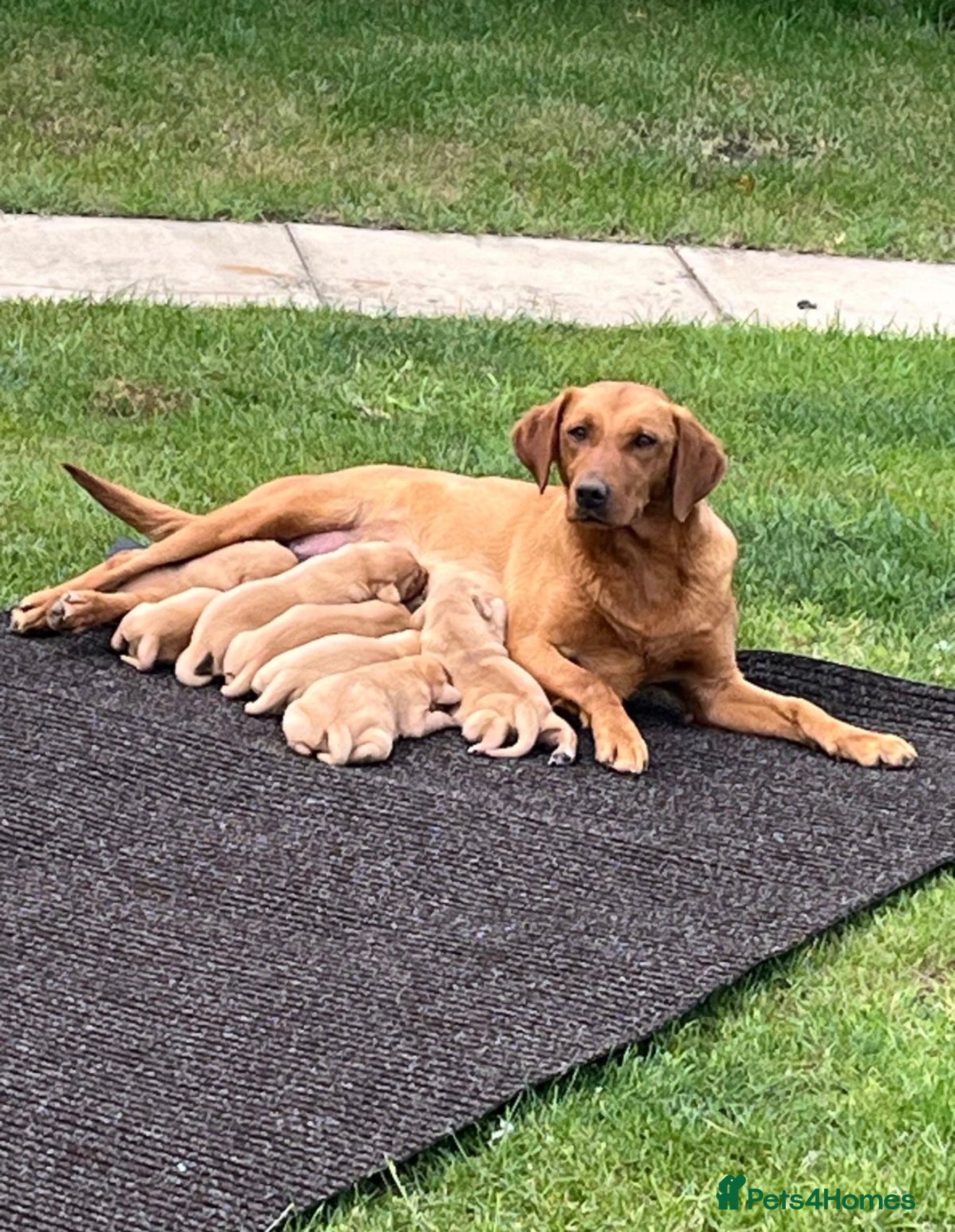 Labrador Retriever dogs Kc registered & fully health tested - Advert 1