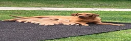 Labrador Retriever dogs for sale: Kc registered & fully health tested - Advert 1