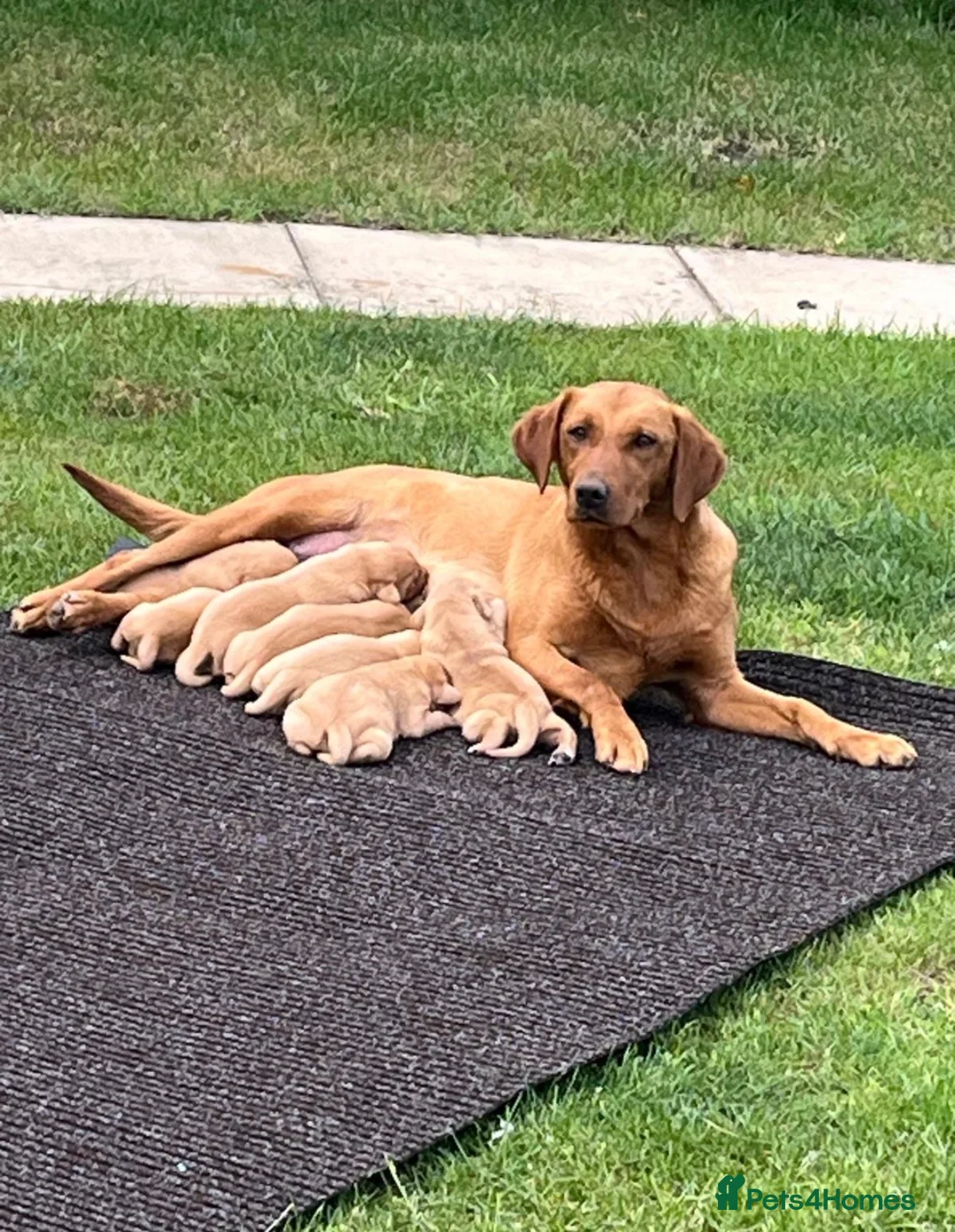 Labrador Retriever dogs for sale: Kc registered & fully health tested - Advert 1