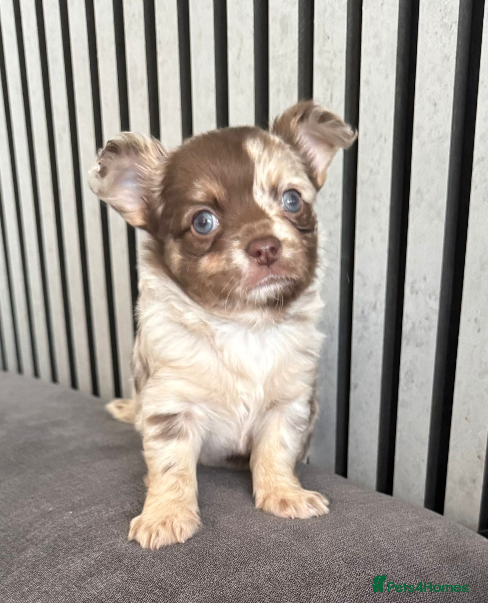 Chihuahua dogs longhaired Chihuahua puppies Available - Advert 6
