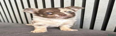 Chihuahua Puppy 1