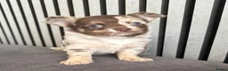 Chihuahua dogs for sale: longhaired Chihuahua puppies Available - Advert 1