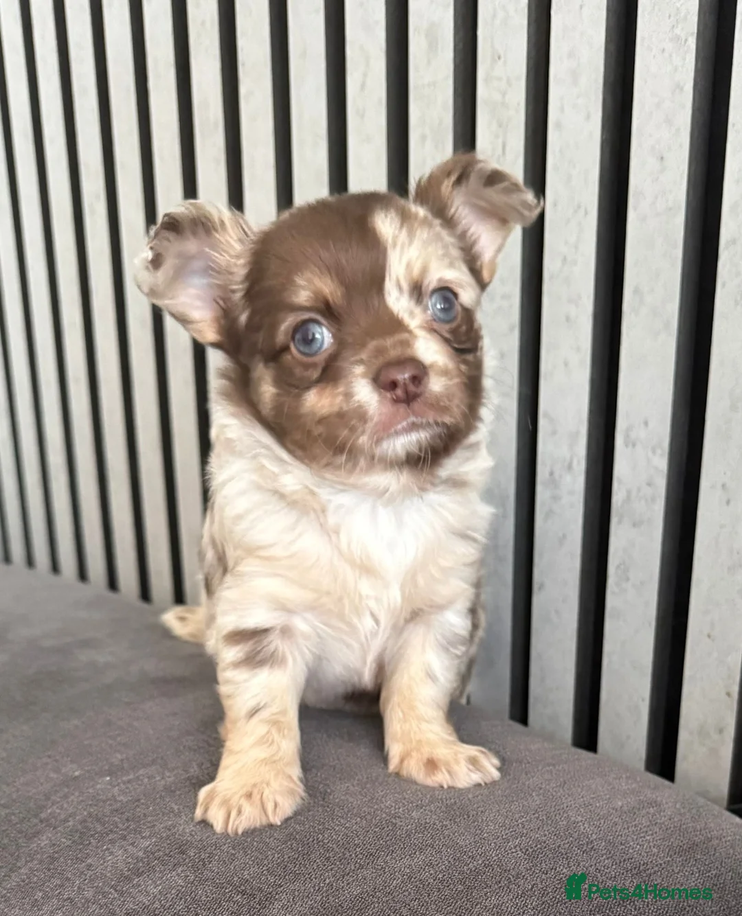 Chihuahua dogs for sale: longhaired Chihuahua puppies Available - Advert 1