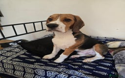 Beagle dogs for sale: Rehome my dog - Image 2