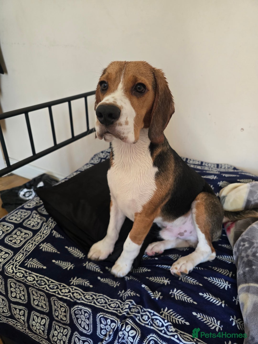 Beagle dogs for sale: Rehome my dog - Image 2