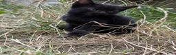 Mixed Breed cats for sale: Gorgeous kittens - Advert 8