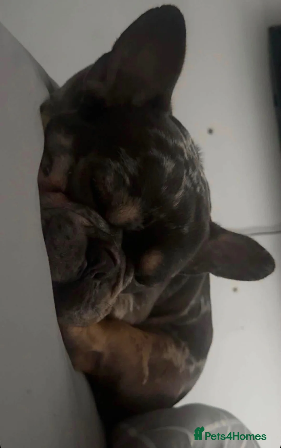 French Bulldog dogs for sale: french bulldog 4 years old  in Skegness - Advert 1