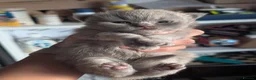 British Shorthair cats for sale: British shorthair and longhair kittens  - Advert 5