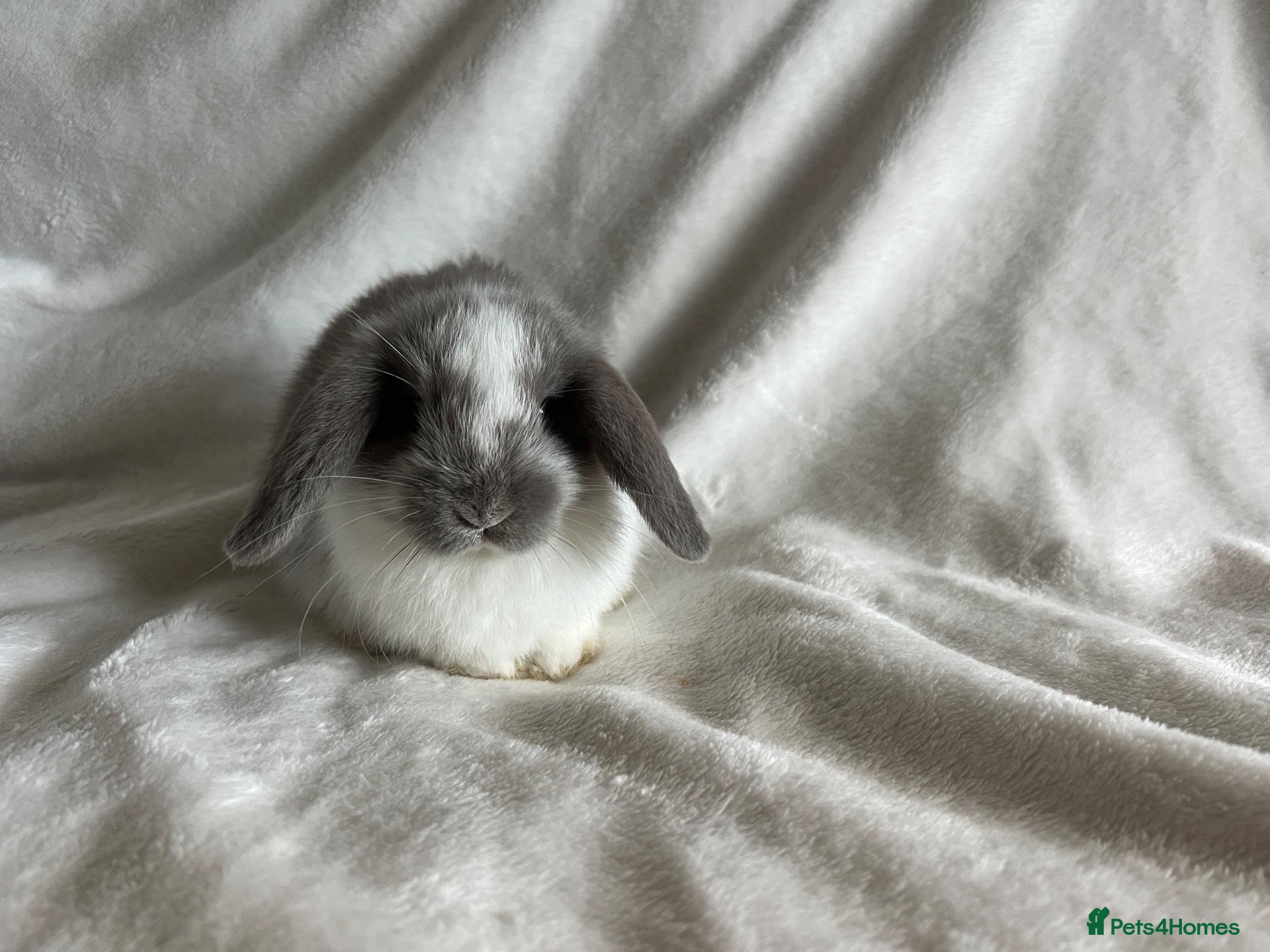 Mini Lop rabbits for sale: Mini Lops Ready To Leave Now  - Advert 2