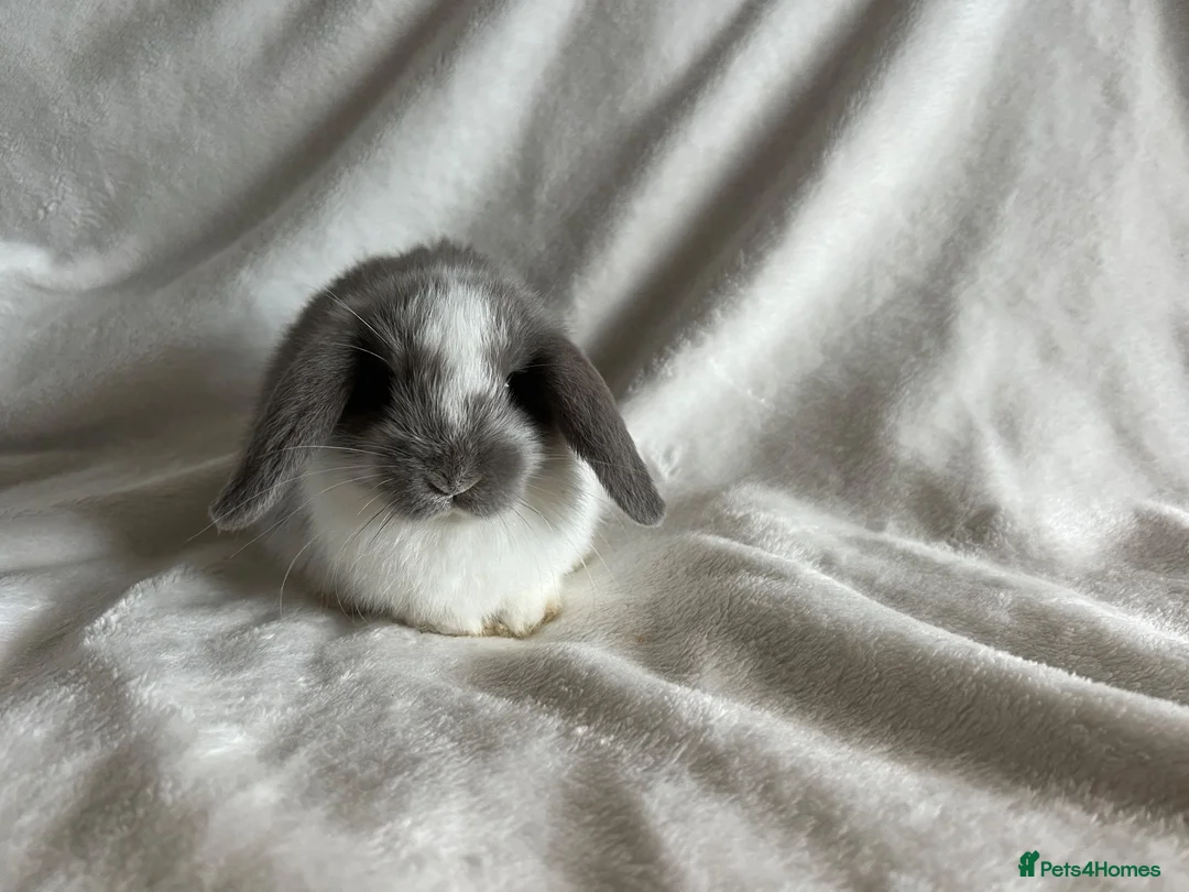 Mini Lop rabbits for sale: Mini Lops Ready To Leave Now  - Advert 2