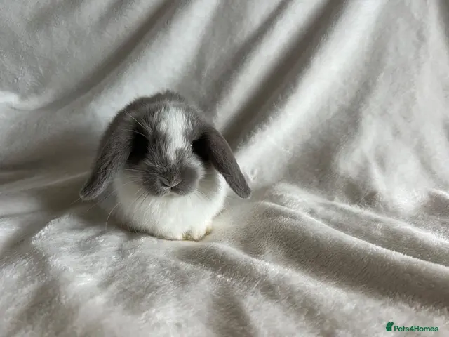 Mini Lop rabbits for sale: Mini Lops Ready To Leave Now - Advert 2
