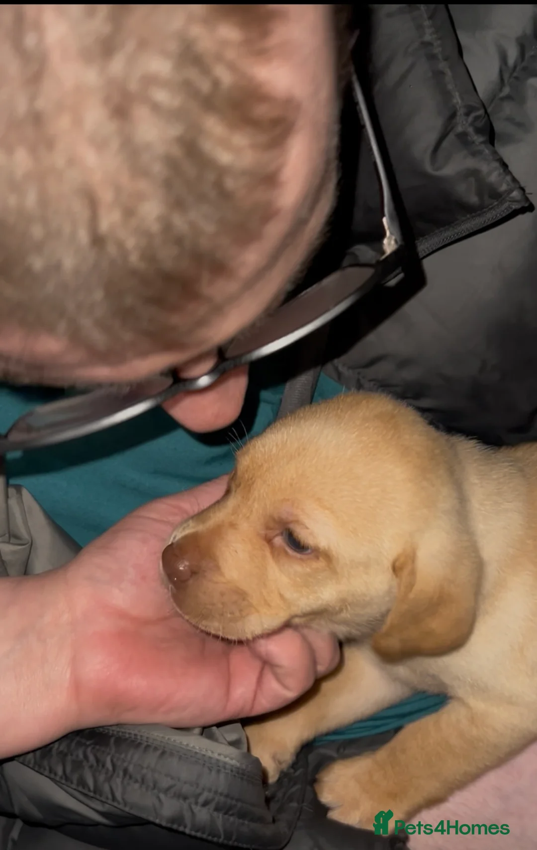 Labrador Retriever dogs for sale: Labrador Puppies - Advert 19