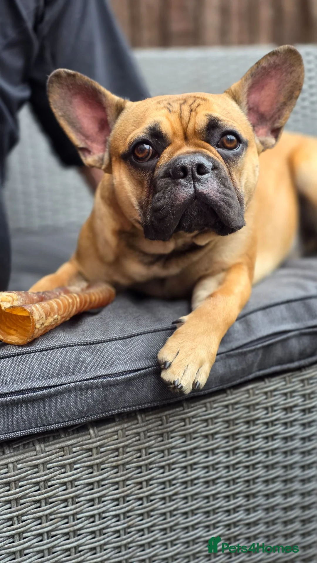 Mixed Breed dogs for sale: Frenchie x Chihuahua (please read description) - Advert 2