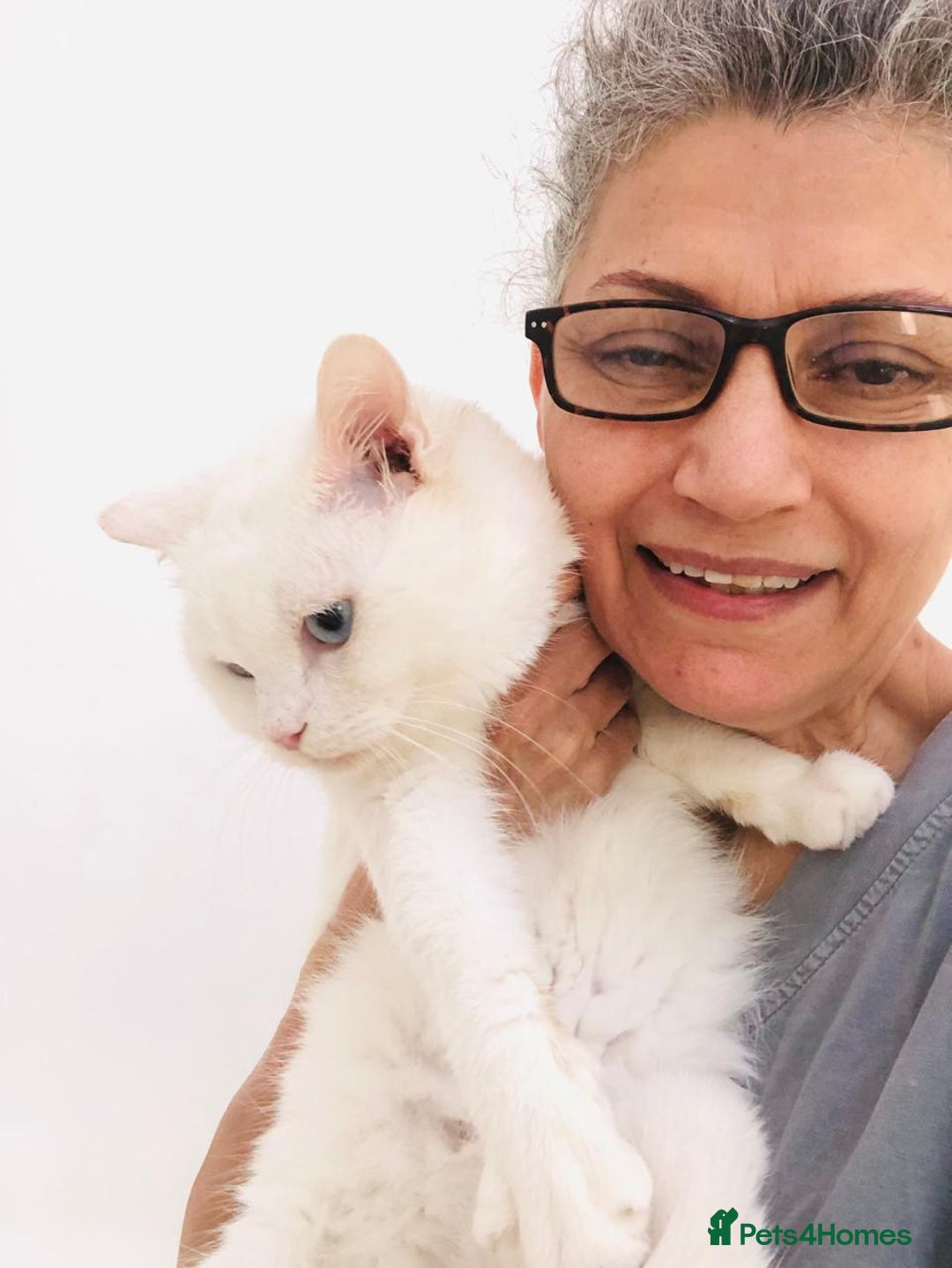 Mixed Breed cats for adoption: LENNON - MIX TURKISH ANGORA BOY PERFECT HEALTH  - Image 5