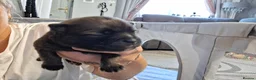 Pomeranian dogs for sale: Beautiful pomeranian pups just born!! - Advert 19