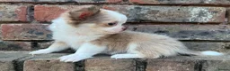 Chihuahua dogs for sale: **PRICE REDUCTION** 🐾🩶 READY TO GO LAST TINY BOY - Advert 12