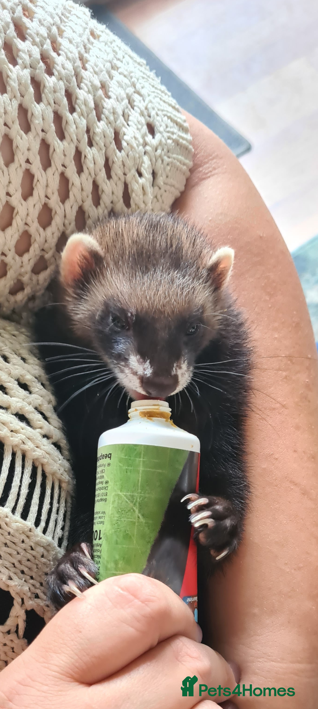 Ferret rodents for sale: Ferret Jill For Re-Home  - Advert 8