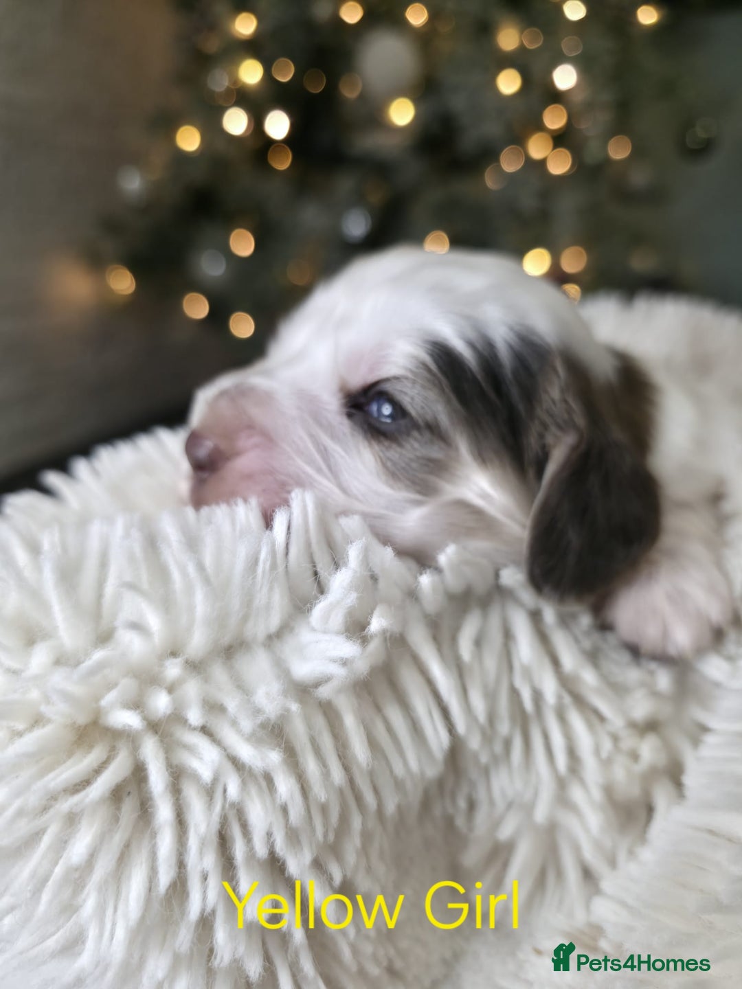 Cocker Spaniel dogs for sale: Beautiful Show Type Cocker Spaniels - Advert 14