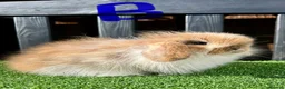 Mini Lop rabbits for sale: 💙🩷 Stunning Mini Lop Babies 🩷💙 - Advert 17