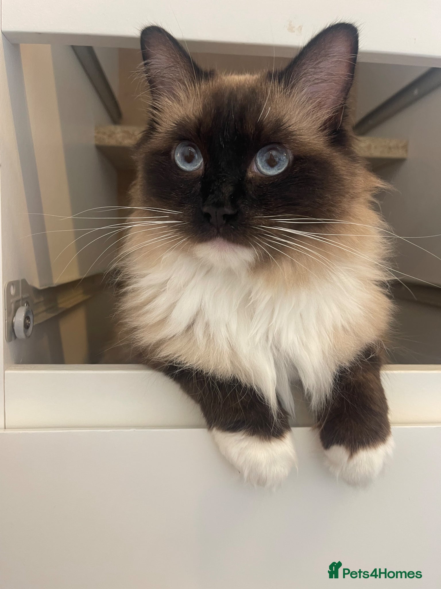Domestic Shorthair cats Ragdoll and shorthair Cat for rehoming - Advert 4